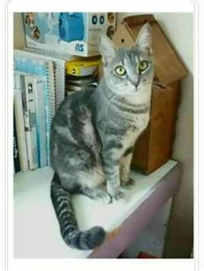 Gato ra a srd tigradinha  idade 1 ano nome ADELLY