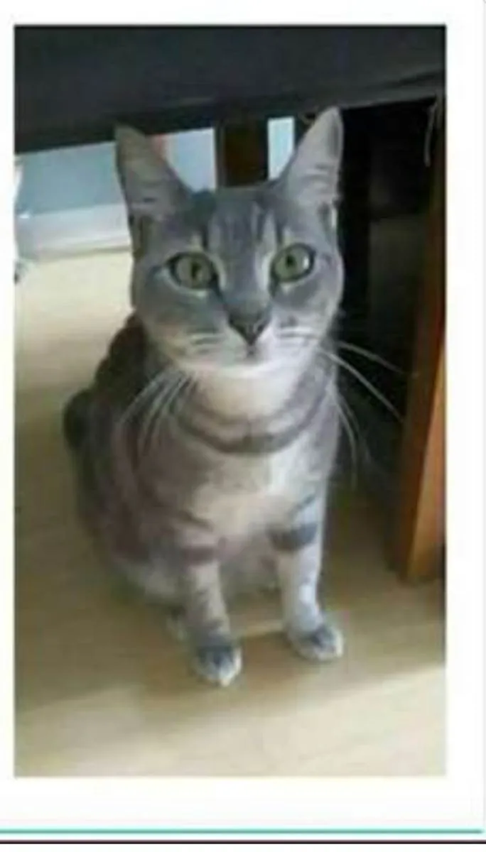 Gato ra a srd tigradinha  idade 1 ano nome ADELLY