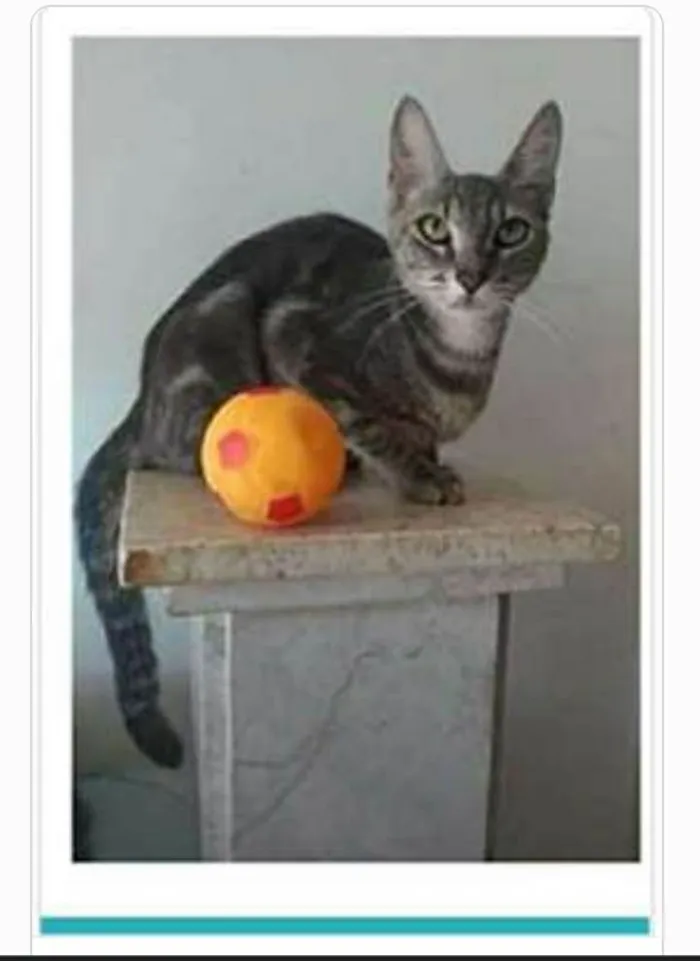 Gato ra a srd tigradinha  idade 1 ano nome ADELLY