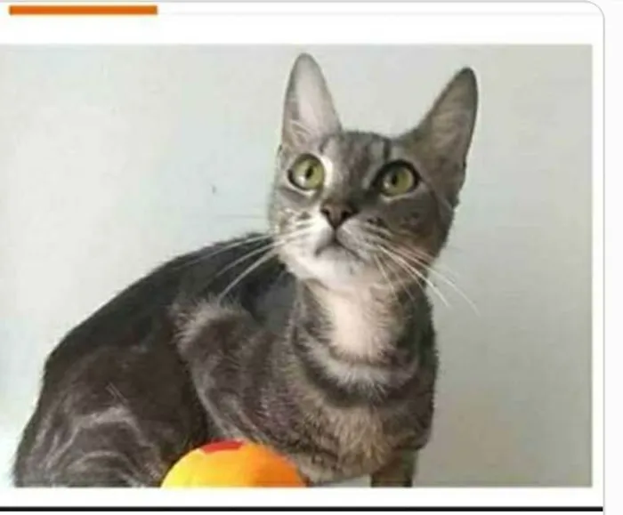 Gato ra a srd tigradinha  idade 1 ano nome ADELLY