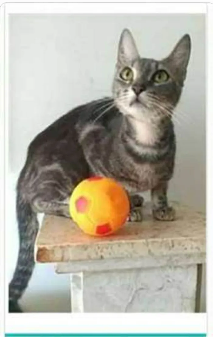 Gato ra a srd tigradinha  idade 1 ano nome ADELLY