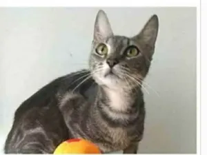 Gato raça srd tigradinha  idade 1 ano nome ADELLY