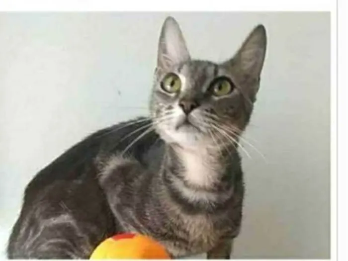 Gato ra a srd tigradinha  idade 1 ano nome ADELLY