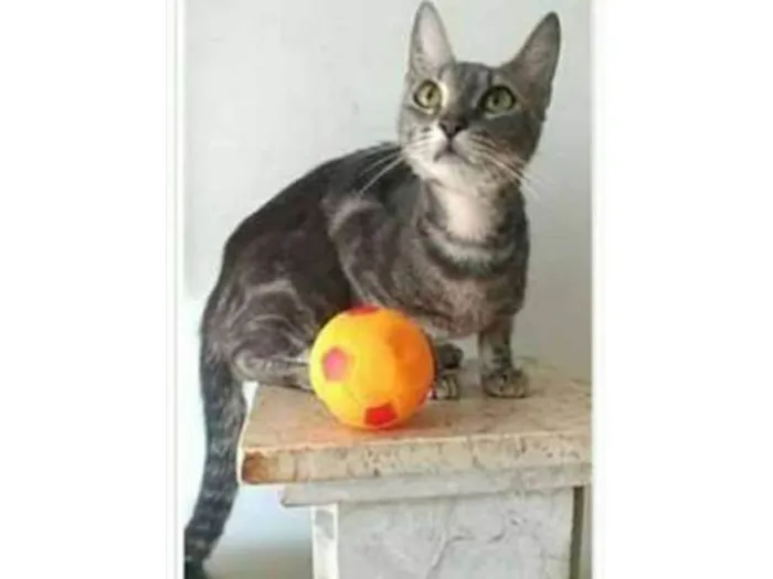 Gato ra a srd tigradinha  idade 1 ano nome ADELLY