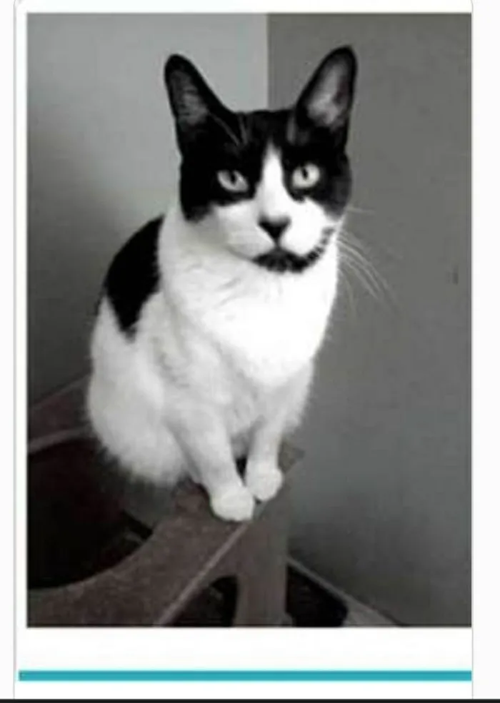 Gato ra a srd frajolinha  idade 2 anos nome FILÓ