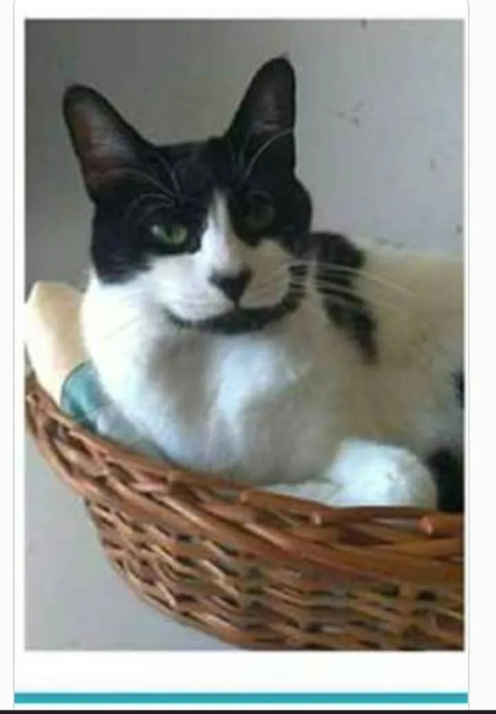 Gato ra a srd frajolinha  idade 2 anos nome FILÓ