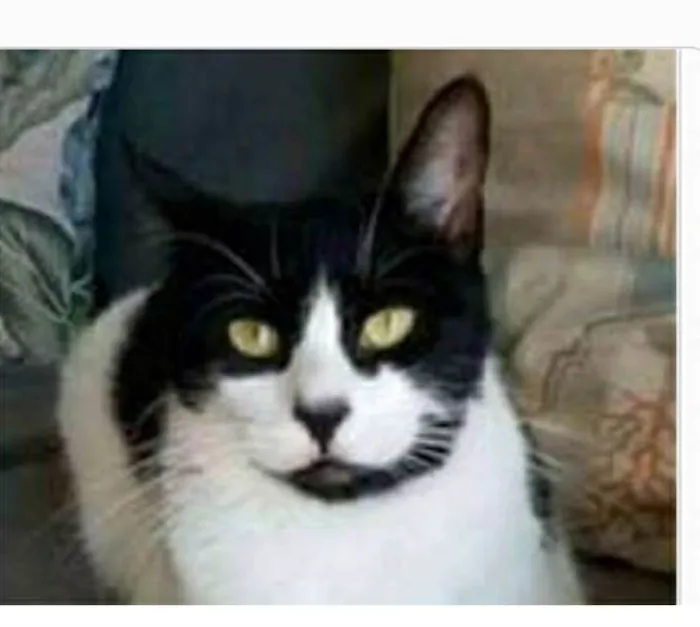 Gato ra a srd frajolinha  idade 2 anos nome FILÓ