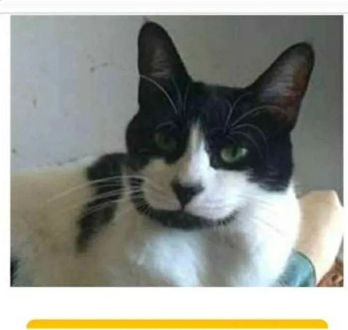 Gato ra a srd frajolinha  idade 2 anos nome FILÓ
