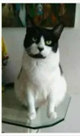 FILÓ