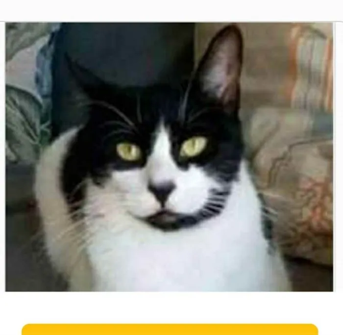 Gato ra a srd frajolinha  idade 2 anos nome FILÓ