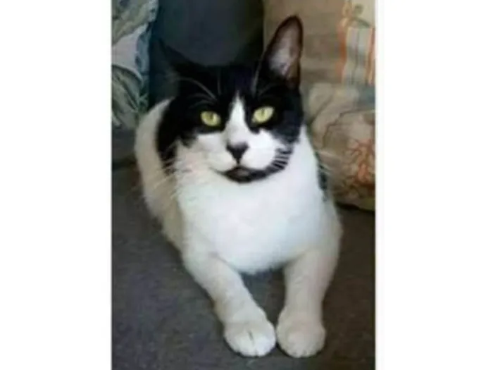 Gato ra a srd frajolinha  idade 2 anos nome FILÓ