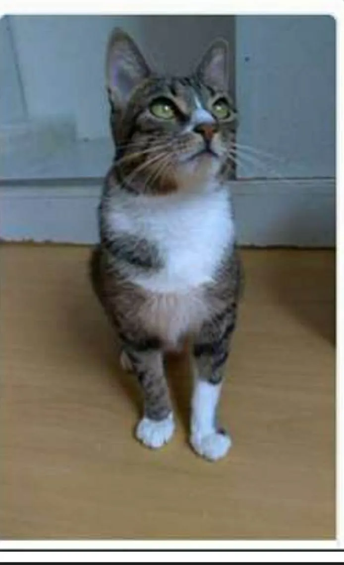 Gato ra a srd tigradinha  idade 1 ano nome BELINHA