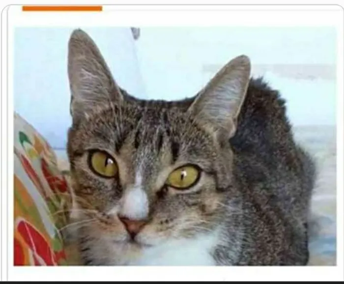 Gato ra a srd tigradinha  idade 1 ano nome BELINHA