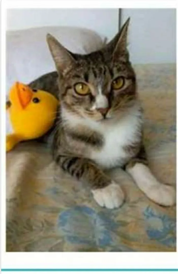 Gato ra a srd tigradinha  idade 1 ano nome BELINHA