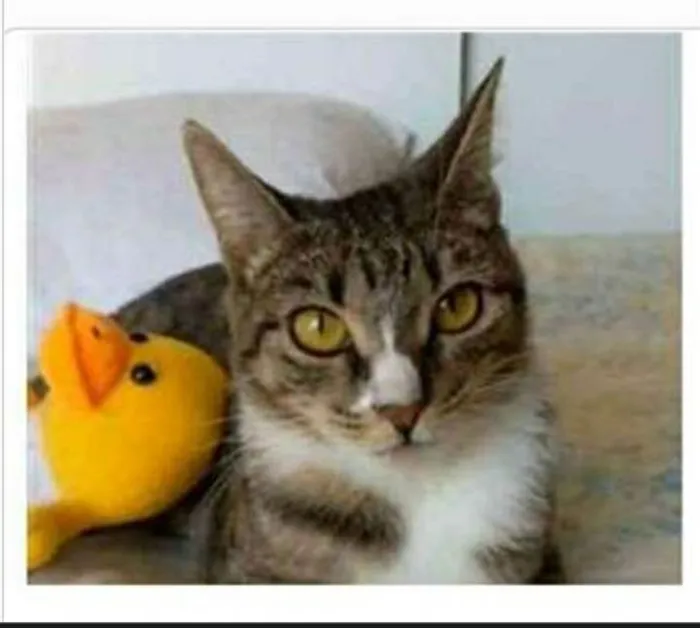 Gato ra a srd tigradinha  idade 1 ano nome BELINHA