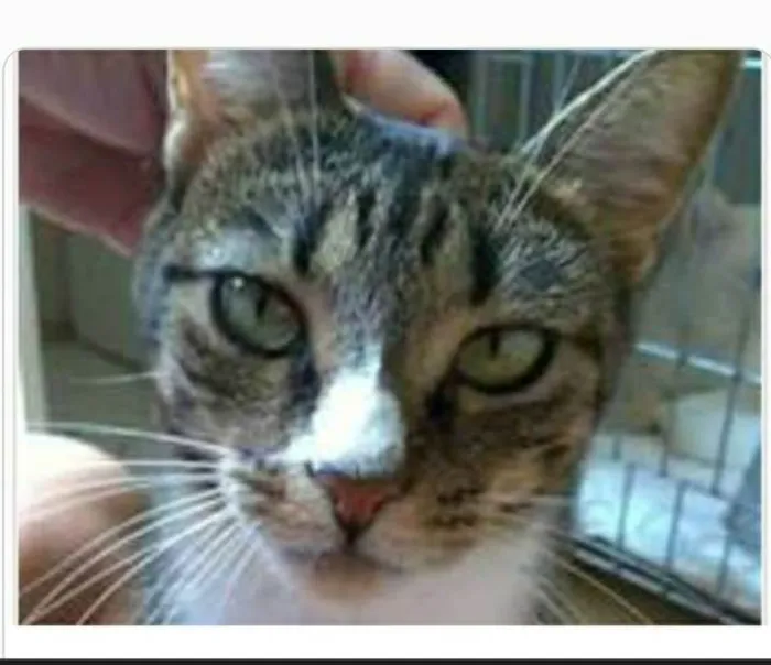 Gato ra a srd tigradinha  idade 1 ano nome BELINHA
