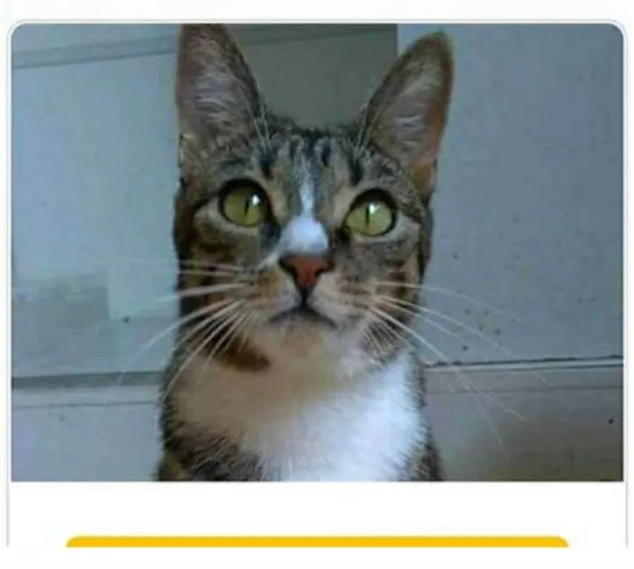 Gato ra a srd tigradinha  idade 1 ano nome BELINHA
