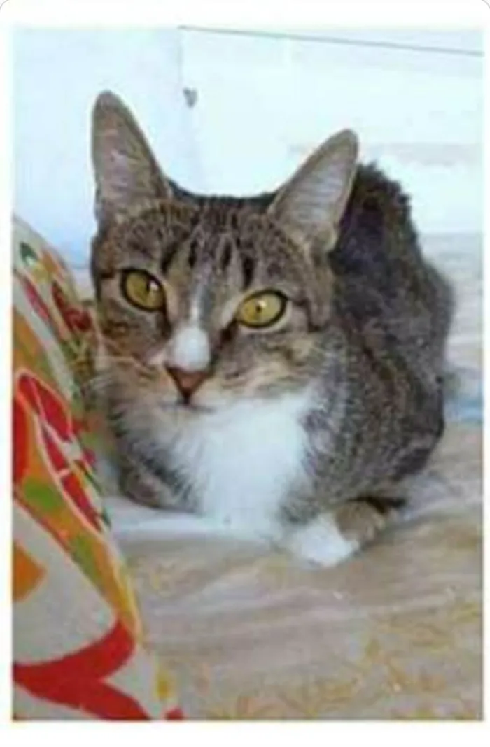 Gato ra a srd tigradinha  idade 1 ano nome BELINHA