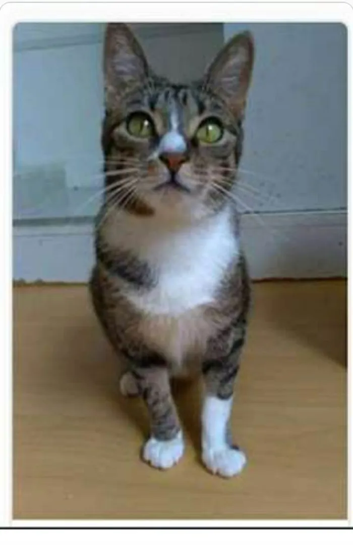 Gato ra a srd tigradinha  idade 1 ano nome BELINHA