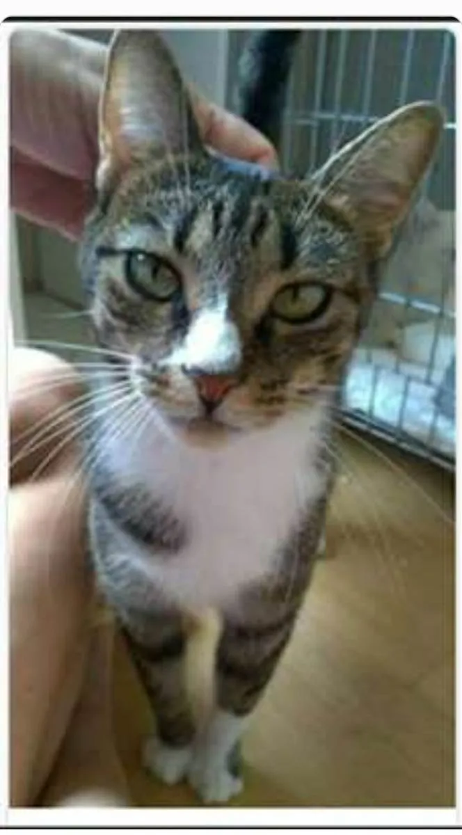 Gato ra a srd tigradinha  idade 1 ano nome BELINHA