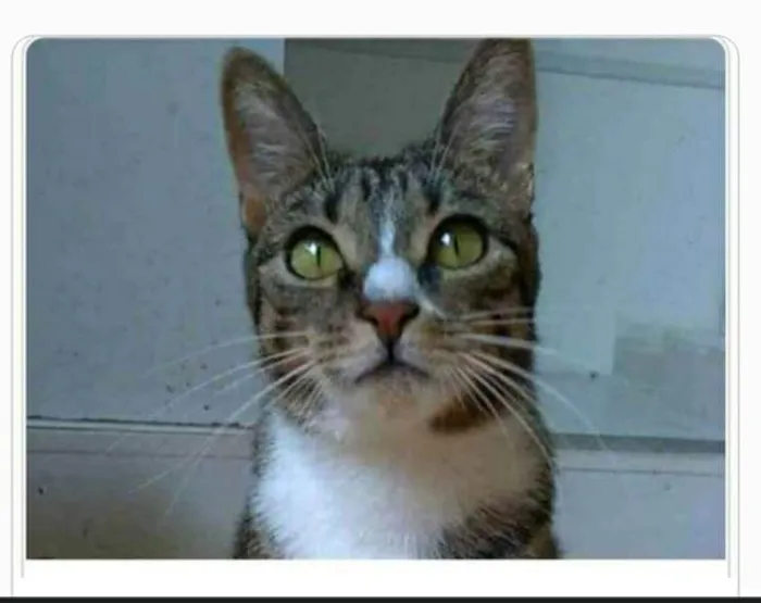 Gato ra a srd tigradinha  idade 1 ano nome BELINHA