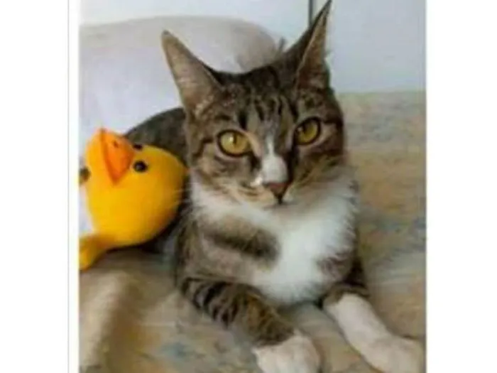 Gato ra a srd tigradinha  idade 1 ano nome BELINHA