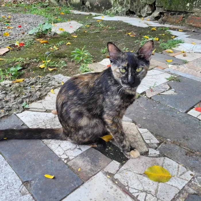 Gato ra a SRD-ViraLata idade 2 a 6 meses nome Maria Flor