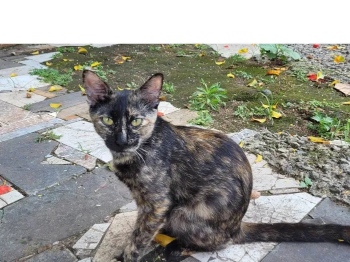Gato ra a SRD-ViraLata idade 2 a 6 meses nome Maria Flor