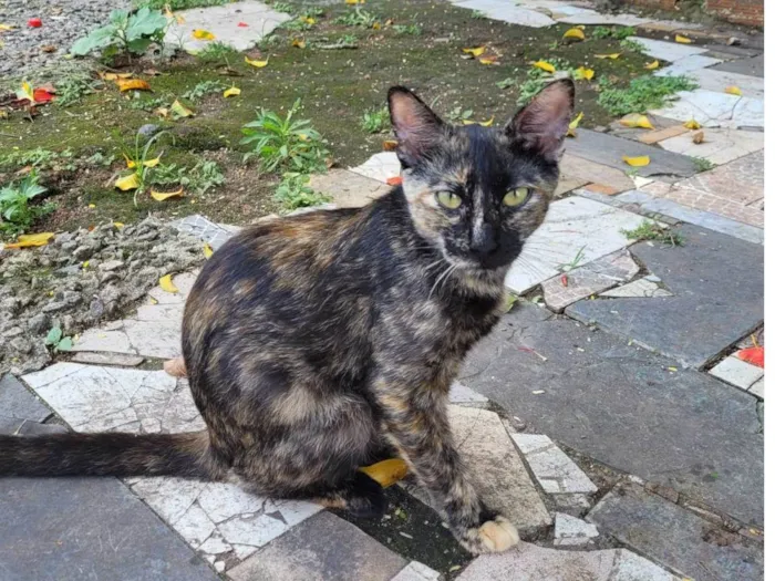 Gato ra a SRD-ViraLata idade 2 a 6 meses nome Maria Flor