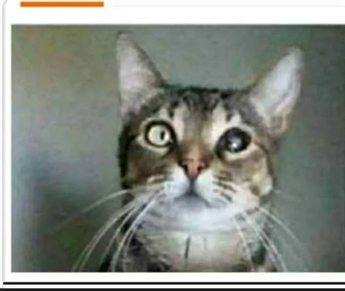 Gato ra a srd tigradinha  idade 2 anos nome LISSY