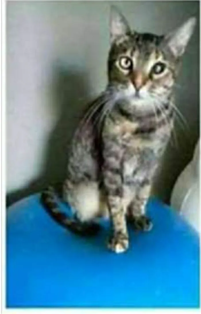 Gato ra a srd tigradinha  idade 2 anos nome LISSY