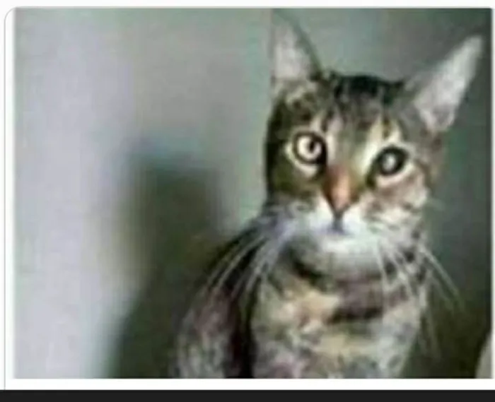 Gato ra a srd tigradinha  idade 2 anos nome LISSY