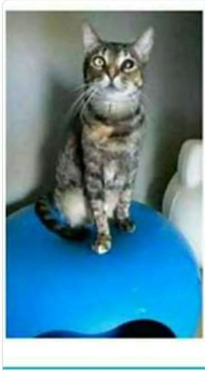 Gato ra a srd tigradinha  idade 2 anos nome LISSY