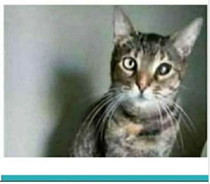 Gato ra a srd tigradinha  idade 2 anos nome LISSY