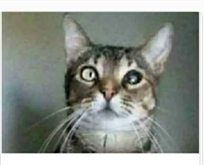 Gato ra a srd tigradinha  idade 2 anos nome LISSY