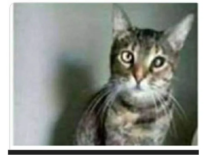 Gato ra a srd tigradinha  idade 2 anos nome LISSY