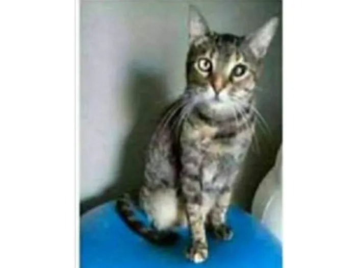 Gato ra a srd tigradinha  idade 2 anos nome LISSY