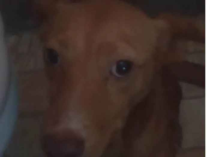Cachorro ra a SRD-ViraLata idade 1 ano nome Dori Scooby 