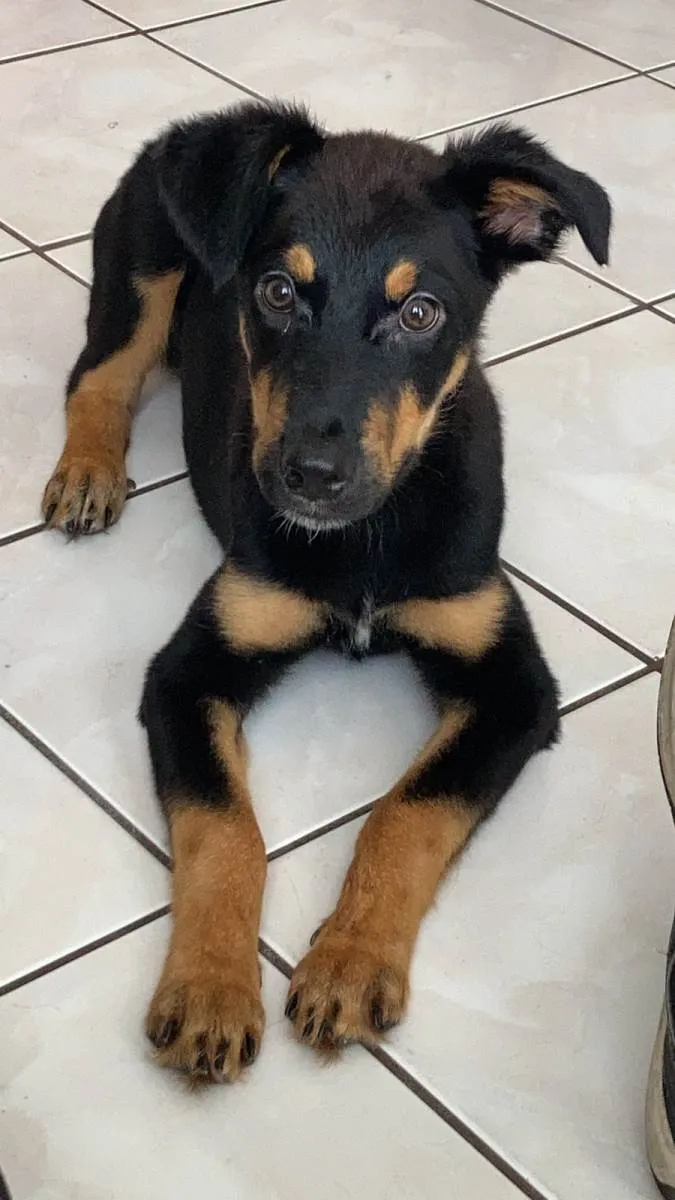 Cachorro ra a rottweiler com boddercollie  idade 2 a 6 meses nome Skunk