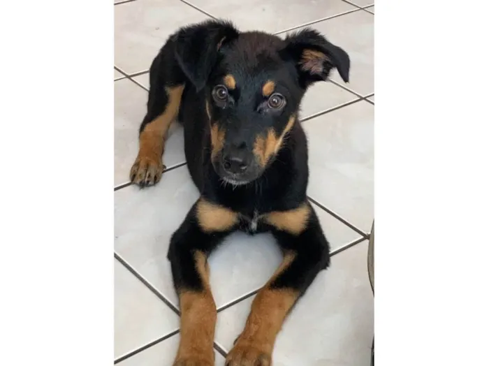 Cachorro ra a rottweiler com boddercollie  idade 2 a 6 meses nome Skunk
