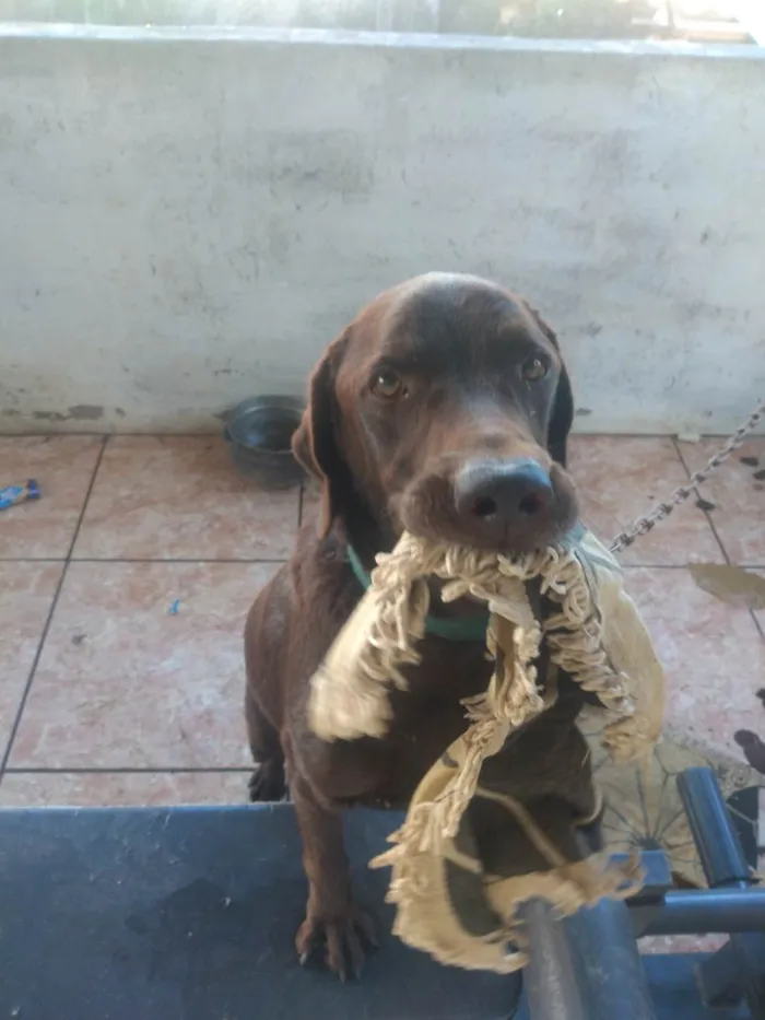 Cachorro ra a Labrador idade 1 ano nome Bingo 