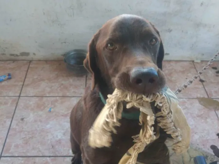 Cachorro ra a Labrador idade 1 ano nome Bingo 