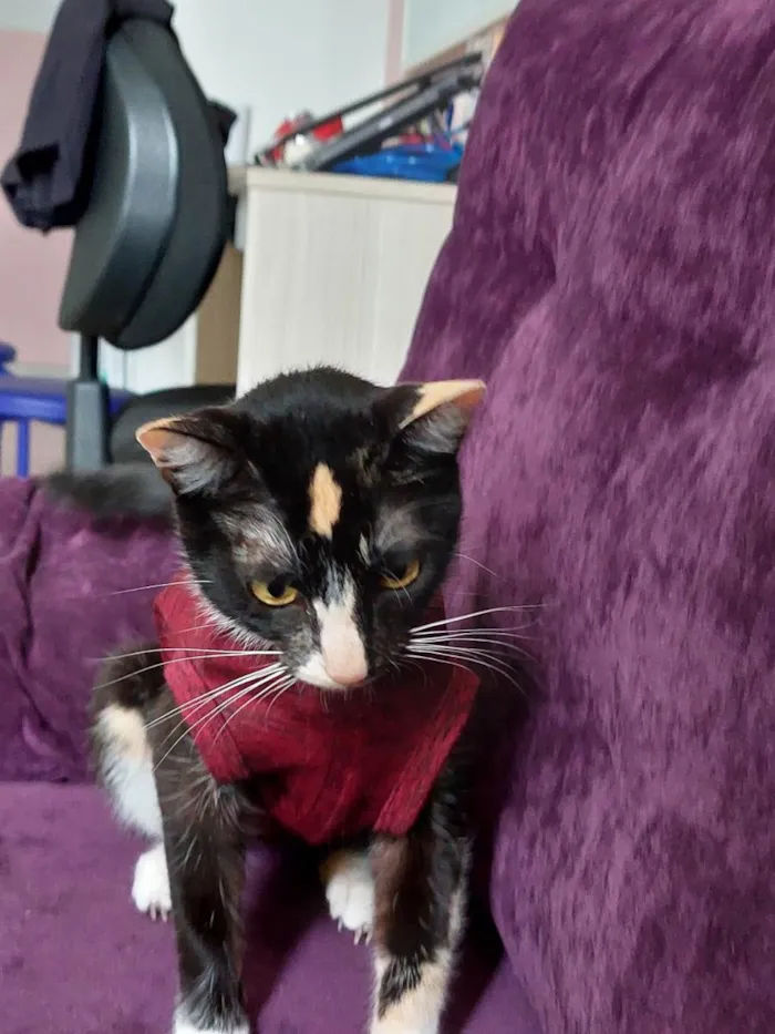 Gato raça srd idade 7 a 11 meses nome Gatinha