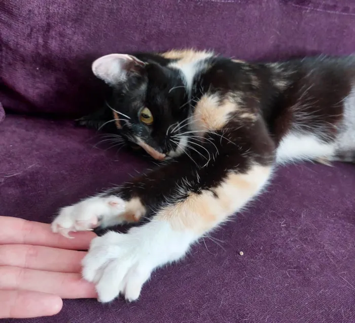 Gato raça srd idade 7 a 11 meses nome Gatinha