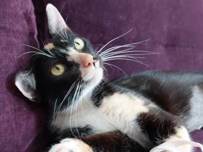 Gato raça srd idade 7 a 11 meses nome Gatinha