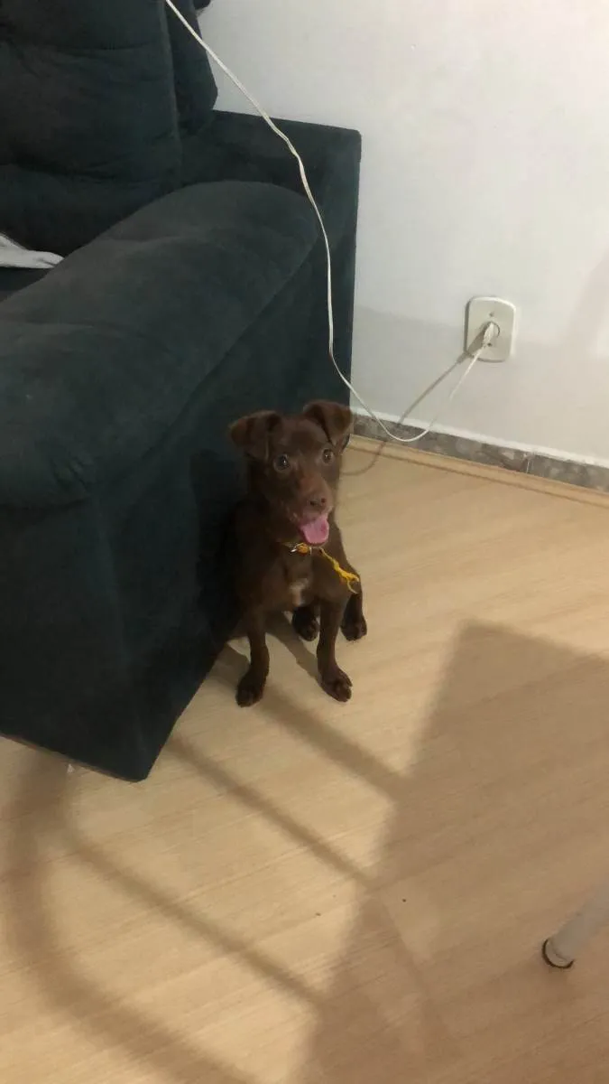 Cachorro ra a SRD-ViraLata idade 7 a 11 meses nome Chocolate