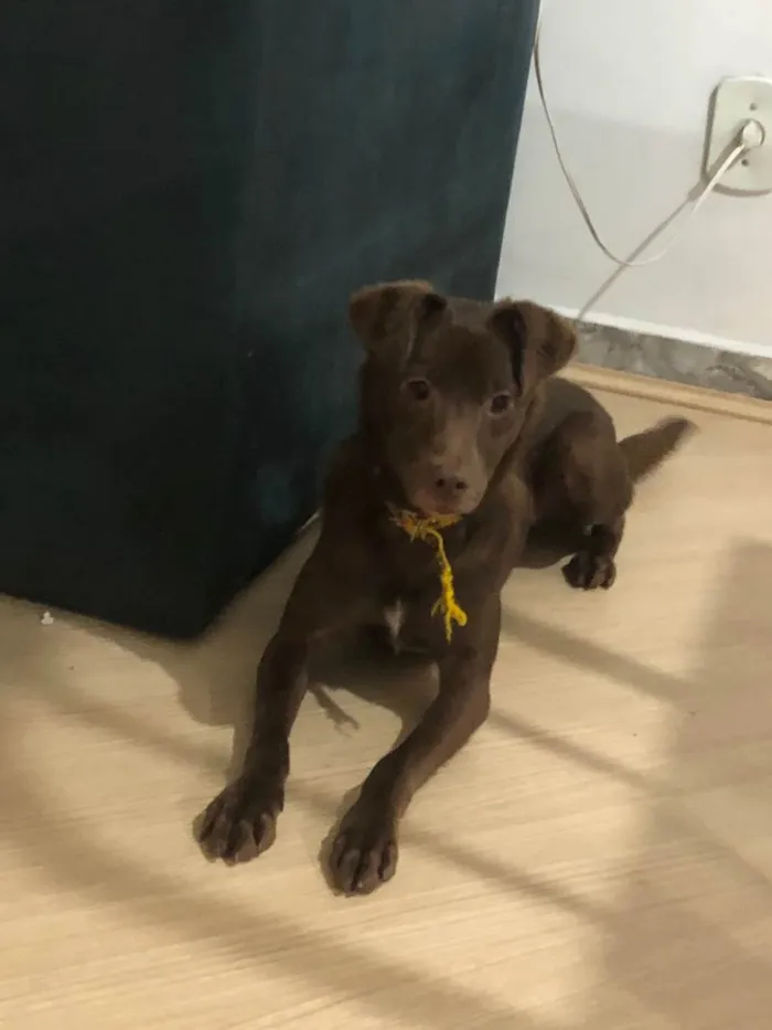 Cachorro ra a SRD-ViraLata idade 7 a 11 meses nome Chocolate