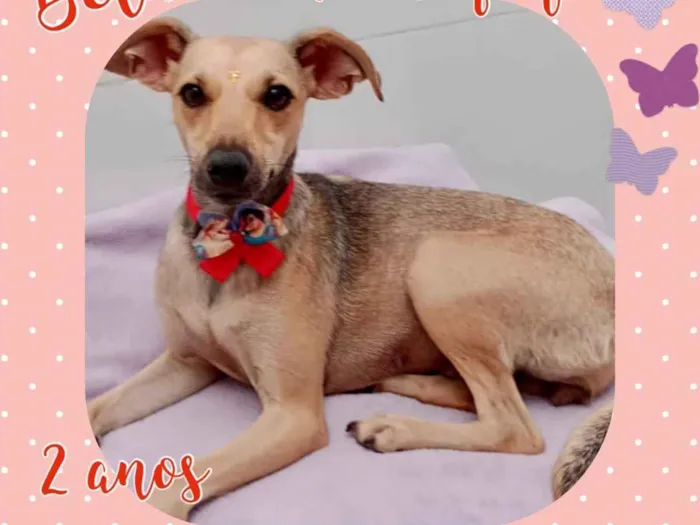 Cachorro raça Srd idade 2 anos nome Bela 