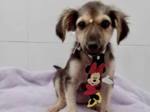 Cachorro raça Srd idade 2 a 6 meses nome Filhotes cães 