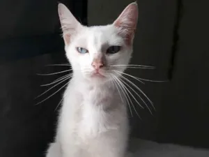 Gato raça srd idade 2 anos nome Ursula